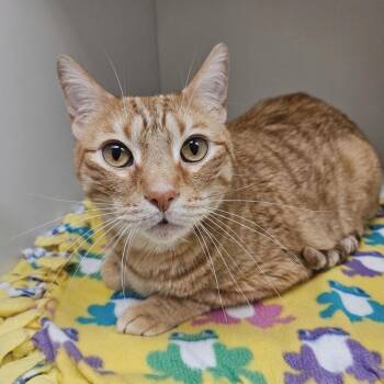 Quavo -  Domestic Short Hair Cat Available for Adoption in Champaign, Illinois - Quavo | PetCurious