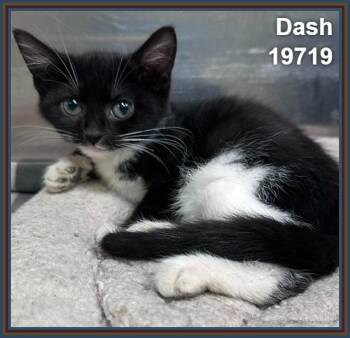 DASH (see also DOT) -  Domestic Short Hair Cat for Adoption in Marietta, Georgia - DASH (see Also DOT) | PetCurious