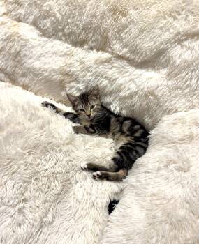 Twinkle -  Manx Cat for Adoption in Ocala, Florida - Twinkle | PetCurious