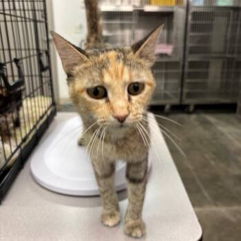 Opal (Mama Kitty) -  Domestic Short Hair Cat for Adoption in Manhattan, Kansas - Opal (Mama Kitty) | PetCurious