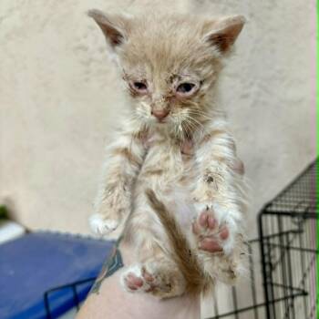 Max -  Domestic Short Hair Cat for Adoption in Las Cruces, New Mexico - Max | PetCurious