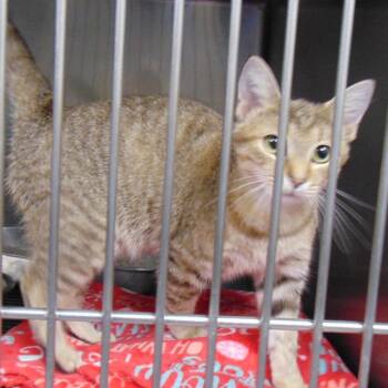 Nugget -  Domestic Short Hair Cat for Adoption in Chicago, Illinois - Nugget | PetCurious