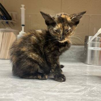 Anna -  Domestic Short Hair Cat for Adoption in Lewisburg, West Virginia - Anna | PetCurious