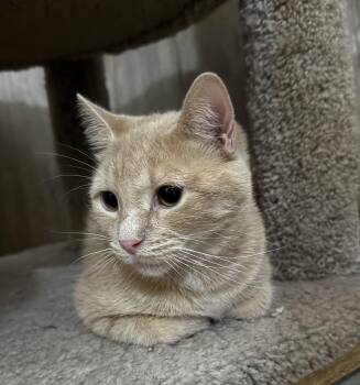 Paprika (bonded to Cayenne) -  Domestic Short Hair Cat for Adoption in Dublin, Ohio - Paprika (bonded To Cayenne) | PetCurious