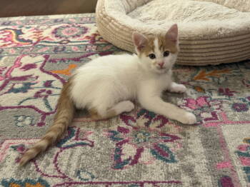 Rescue Tabby and Domestic Short Hair Cats for Adoption in Georgetown, Kentucky - Kenton | PetCurious