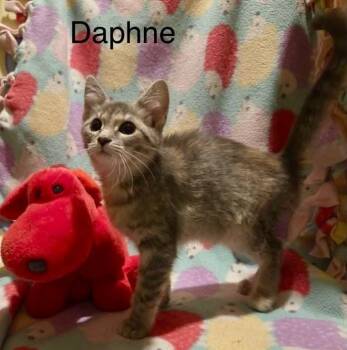 Tabby Cats Available for Adoption in Wyandotte, Michigan - Baby Daphne | PetCurious
