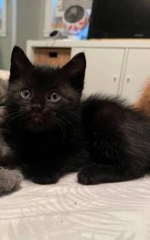 Boo -  Domestic Short Hair Cat for Adoption in Delson, Quebec - Boo | PetCurious