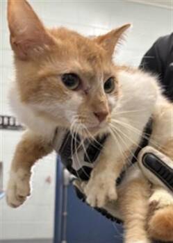 MAKIZUSHI -  Domestic Medium Hair Cat for Adoption in Corpus Christi, Texas - MAKIZUSHI | PetCurious