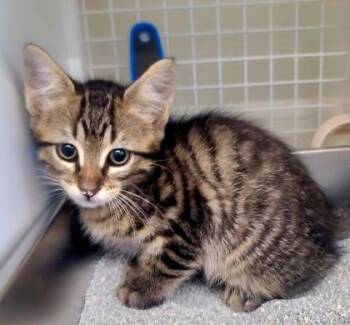 Hydropunk -  Domestic Short Hair Cat for Adoption in Kansas City, Missouri - Hydropunk | PetCurious