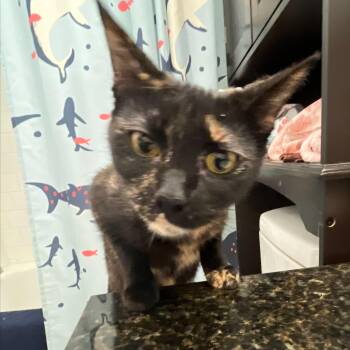 Domestic Short Hair Cats Available for Adoption in Springfield, Oregon - Roxie | PetCurious