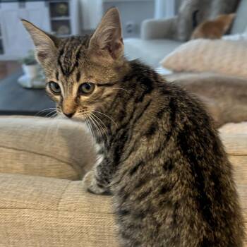 Rescue American Shorthair Cats for Adoption in Lilburn, Georgia - Almond | PetCurious