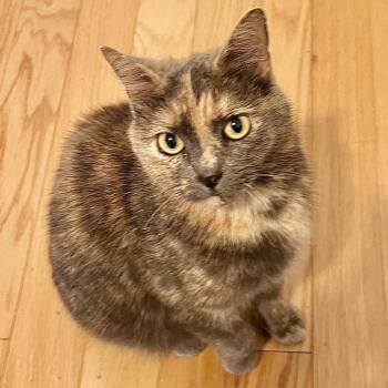 Domestic Short Hair Cats Available for Adoption - Beauty | PetCurious