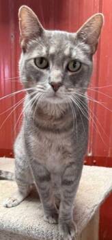 Rescue Tabby Cats for Adoption in Newburg, Missouri - Stitch | PetCurious