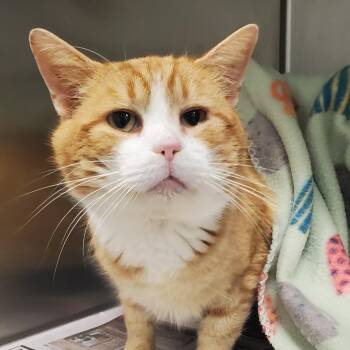 Domestic Short Hair Cats Available for Adoption in Chattanooga, Tennessee - Rusty | PetCurious