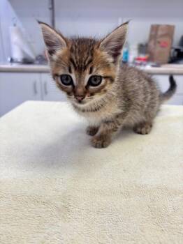 Peppercini -  Domestic Short Hair Cat for Adoption in Brookings, Oregon - Peppercini | PetCurious