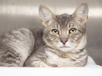 FINN -  Domestic Short Hair Cat for Adoption in Phoenix, Arizona - FINN | PetCurious