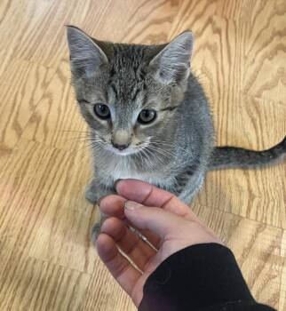 Tigers Eye -  Domestic Short Hair Cat for Adoption in Millcreek, Utah - Tigers Eye | PetCurious