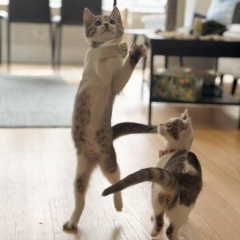 Delphinium -  Domestic Short Hair Cat for Adoption in Evanston, Illinois - Delphinium | PetCurious