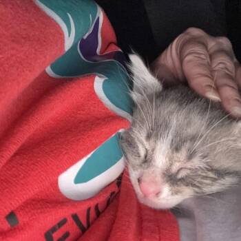Domestic Short Hair Cats Available for Adoption in Baytown, Texas - Sir Winston | PetCurious
