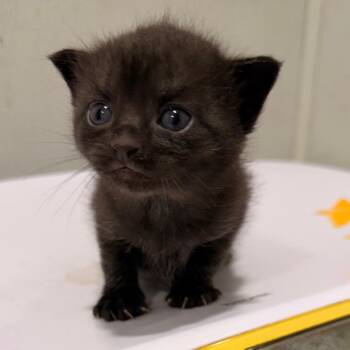 Kiwi -  Domestic Short Hair Cat for Adoption in Tampa, Florida - Kiwi | PetCurious