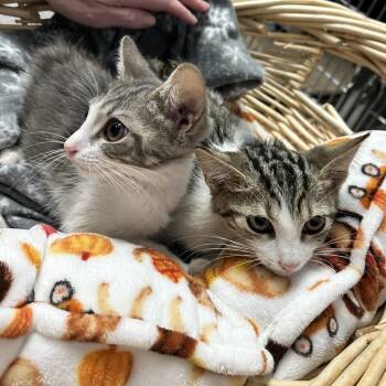 Hurtle -  Domestic Short Hair Cat for Adoption in Kanab, Utah - Hurtle | PetCurious