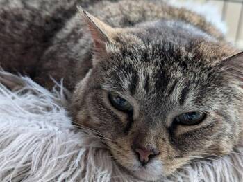 Annie -  Domestic Short Hair Cat for Adoption in Adrian, Michigan - Annie | PetCurious