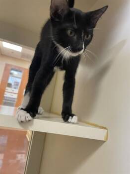 A1931779 -  Domestic Short Hair Cat for Adoption in Thousand Palms, California - A1931779 | PetCurious