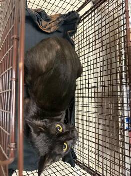 Domestic Short Hair Cats Available for Adoption in Sorrento, Louisiana - Andie | PetCurious
