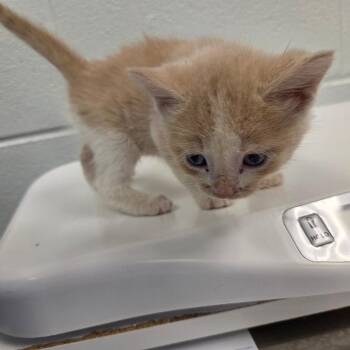 Fawks -  Domestic Short Hair Cat for Adoption in Chattanooga, Tennessee - Fawks | PetCurious
