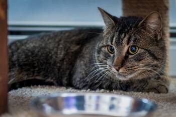 Domestic Short Hair Cats Available for Adoption - Grimley | PetCurious