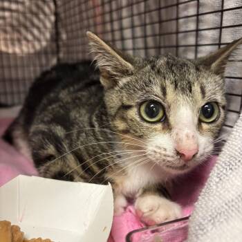 Ricco -  Domestic Short Hair Cat for Adoption in Chicago, Illinois - Ricco | PetCurious