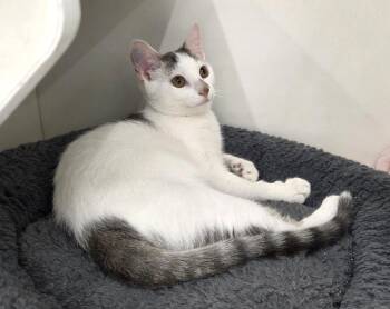 Phillips 66 -  Domestic Short Hair Cat for Adoption in New Albany, Ohio - Phillips 66 | PetCurious