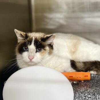 Domestic Short Hair Cats Available for Adoption - Bumble | PetCurious