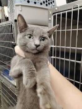 Triton -  Domestic Short Hair Cat for Adoption in Republic, Missouri - Triton | PetCurious