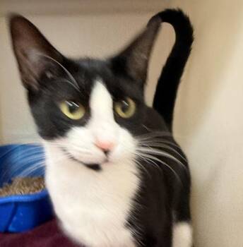 Domestic Short Hair Cats Available for Adoption in Salisbury, Maryland - Vervet | PetCurious