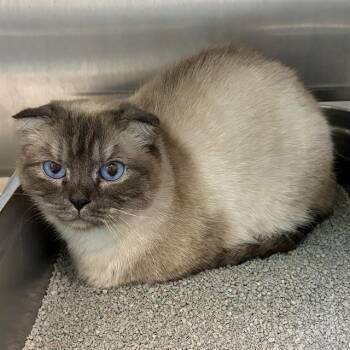 Siamese and Scottish Fold Cats Available for Adoption - PEPPERONI | PetCurious
