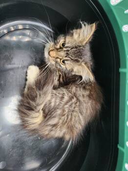 Rescue Domestic Long Hair Cats for Adoption in Carthage, Missouri - Spicy Mayo | PetCurious