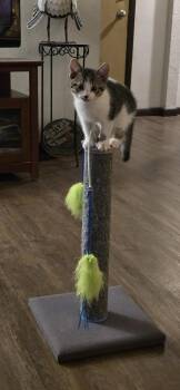Quest -  Domestic Short Hair Cat for Adoption in Lorain, Ohio - Quest | PetCurious