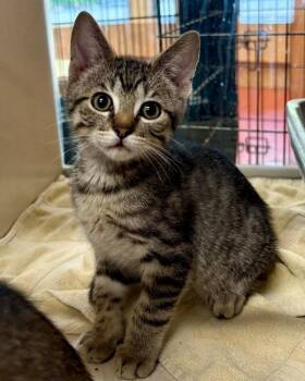 Balerion -  Domestic Short Hair Cat for Adoption in Novato, California - Balerion | PetCurious
