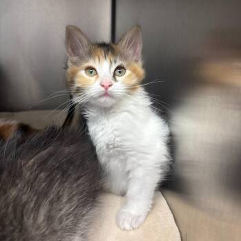Fresca -  Domestic Long Hair Cat for Adoption in Los Angeles, California - Fresca | PetCurious