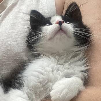 Domestic Long Hair Cats Available for Adoption in Los Angeles, California - Fluffernutter | PetCurious