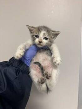 FLUFFERNESS -  Domestic Short Hair Cat for Adoption in Doral, Florida - FLUFFERNESS | PetCurious
