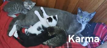 Rescue Domestic Short Hair Cats for Adoption in Plattsburgh, New York - Karma | PetCurious
