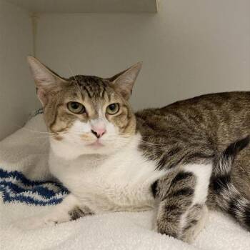 Domestic Short Hair Cats Available for Adoption in Long Beach, California - Cosmo | PetCurious