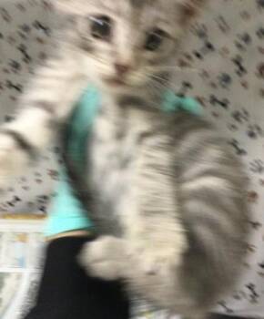 GRIS -  Domestic Short Hair Cat for Adoption in Riverside, California - GRIS | PetCurious