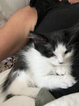 Olive -  Domestic Long Hair Cat for Adoption in Lafayette, Colorado - Olive | PetCurious