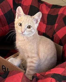 Rescue Domestic Short Hair Cats for Adoption in Aibonito, Aibonito - Ramses | PetCurious