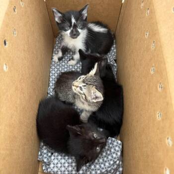 Lahleegh -  Domestic Short Hair Cat for Adoption in Chicago, Illinois - Lahleegh | PetCurious