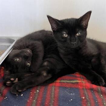 Himalayan Cats Available for Adoption - RANDALL | PetCurious