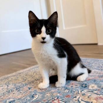 Oreo Puff Love Muffin -  Tuxedo and Domestic Short Hair Cat for Adoption in Friendswood, Texas - Oreo Puff Love Muffin | PetCurious